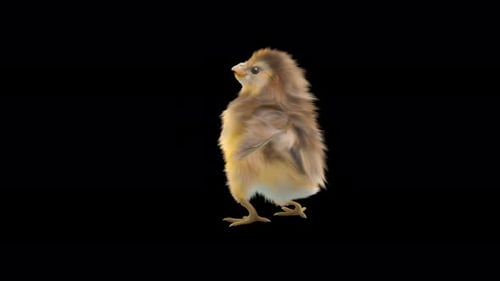 Animated Chick Walks, Pecks, and Stands on Black Background