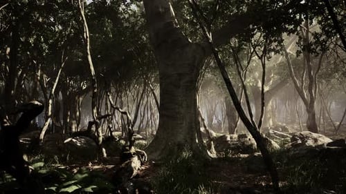 Forêt sombre avec brouillard en arrière-plan