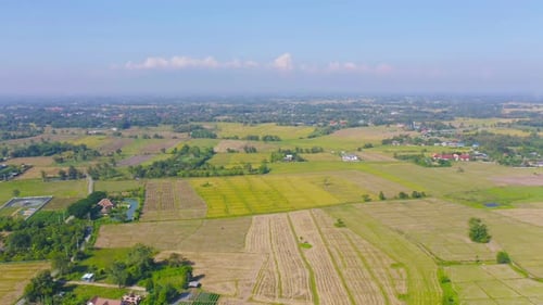 Vista aérea superior de arroz em casca fresco, campo agrícola verde no campo ou área rural
