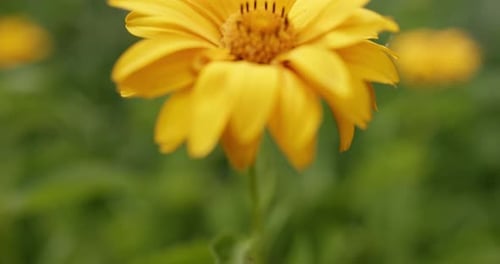 Yellow Flower Bloom Close Up in Natural Setting