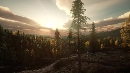 Pine Forest with the Last of the Sun Shining