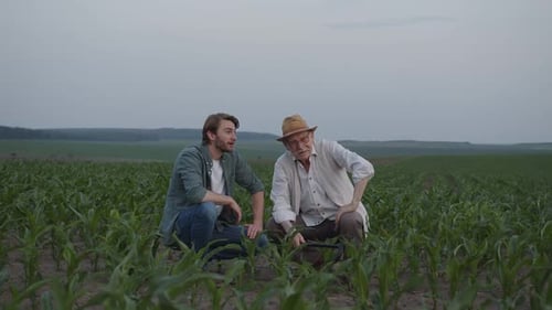 Farmers Inspecting Corn Crop in Rural Field