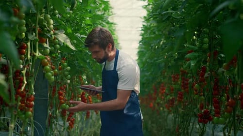 Farmer Collecting Research Tablet Cultivating Vegetables on Technological Farm