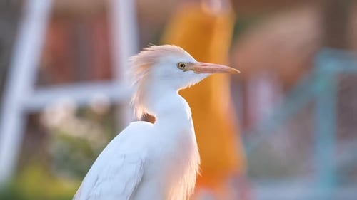 White Cattle Egret Wild Bird Also Known As Bubulcus Ibis Walking on Green Lawn in Summer
