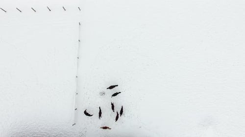Aerial: Herd of horses on the snow-covered meadow in winter