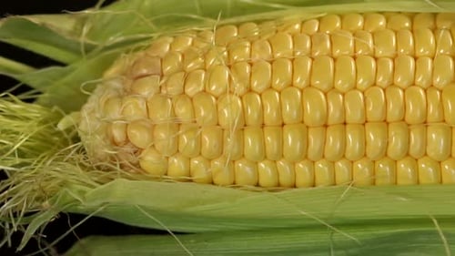 Closeup of Pods of Ripe Sweet Corn on a Black