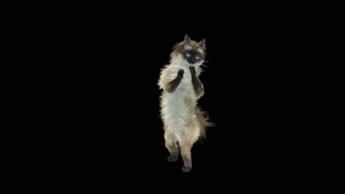 Katze HD