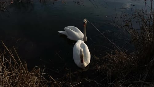 Swans swim in the river in the setting sun