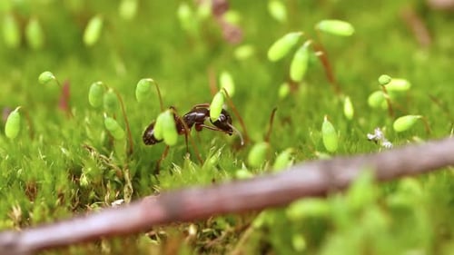 Ant Close-up in the Wild