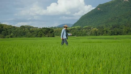 Farmer Walks Through Verdant Rice Paddy
