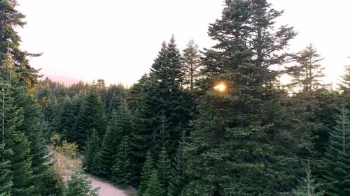 Sunlight falling on the pine forest.