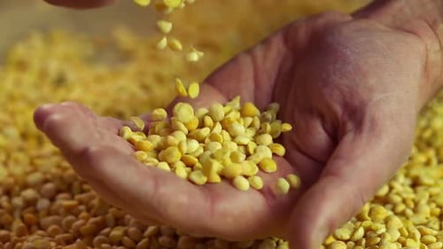 Las manos del granjero tocan los guisantes partidos, producto agrícola de alta calidad para