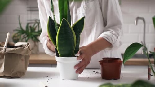 White Race Girl Gardener Transplants Plants Home Garden Plants Into New Pots For More Favorable