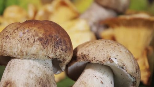 Edible Wild Mushrooms Close-Up, Chanterelles and Porcini