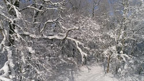 Hochfliegen im schneebedeckten Winterwald