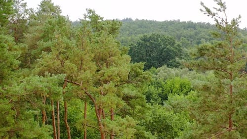 Forest in summer