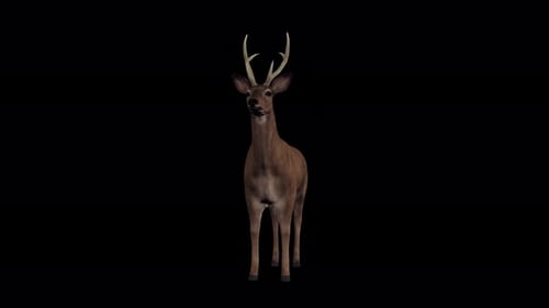 4K Deer Leerlauf