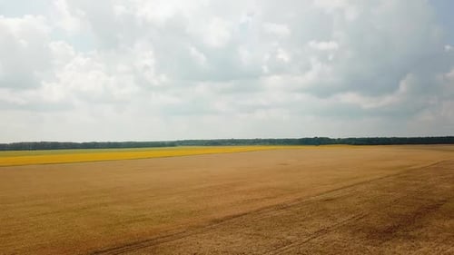 Field of wheat is ripening in the summer. Landscape of field from a height. Wheat crop. Aerial view.