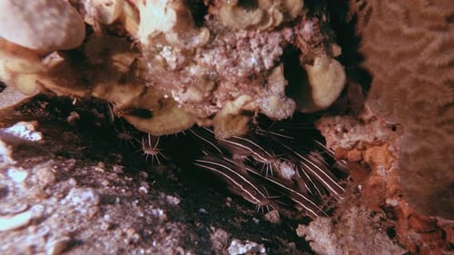 Underwater Catfish Tropical Reef