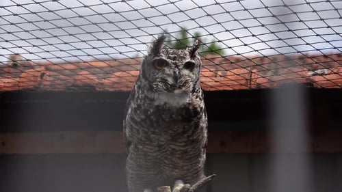 Owl looking at the camera