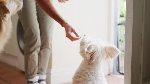 Woman Gives Dog Treats to Happy Pets