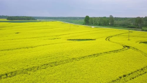 Aerial flyover blooming rapeseed (Brassica Napus) field, flying over lush yellow canola flowers, idy