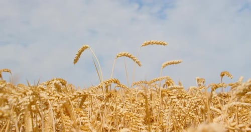 Closeup of Ears Wheat on the Field and Blue White Cloudy Sky