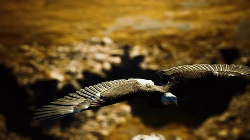 Bald Eagle Flying Over Rugged Landscape Animation
