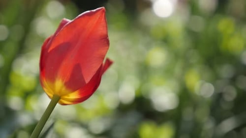 Slow motion Tulip lily plant in nature close-up 1920X1080 HD footage - Garden Tulipa gesneriana flow