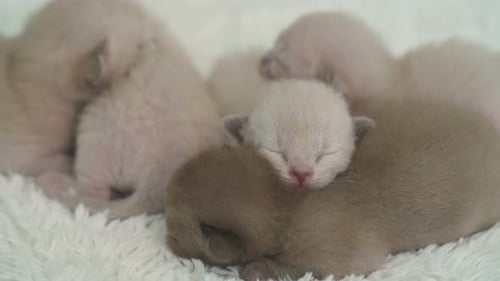 Newborn Kittens Sleeping Peacefully in a Huddle