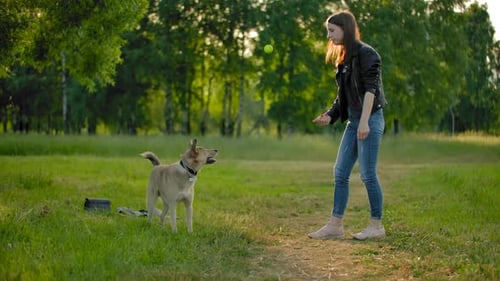 Woman and Dog Playing with Ball in Park