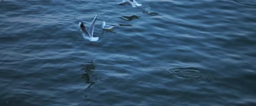 Seagulls flying above the blue ocean water, slow motion.