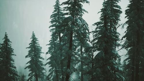 Winter Forest Panorama with Snow Covered Fir Trees and Falling Snow