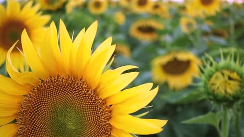 Evening Field With Blooming Sunflowers 9
