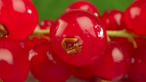 Close Up of Vibrant Red Currants on Branch