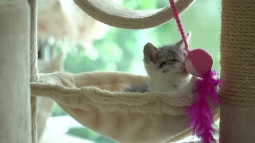 Cute Persian Cat Playing Toy On Cat Tower