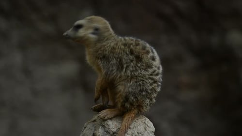 Erdmännchen Suricate in einem Felsen