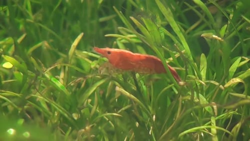 Concept 11-A1 View of Cherry Shrimp in Aquarium