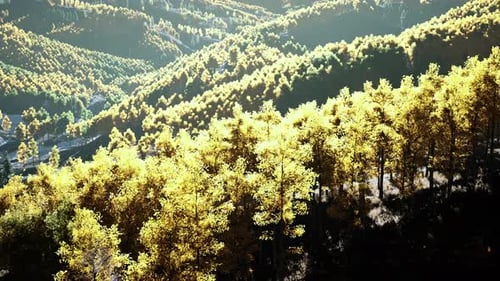 Aerial Drone View of a Mountain Forest with Colorful Autumn Trees