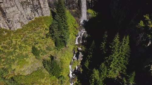 Pine Forests And Waterfall