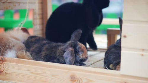 Resting Rabbits in Wooden Enclosure