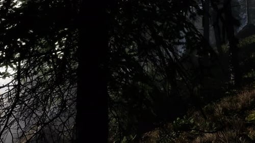 Calm Moody Forest in Misty Fog in the Morning