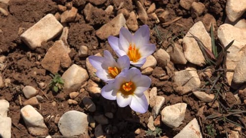 A Few Crocus Flowers Between Stones