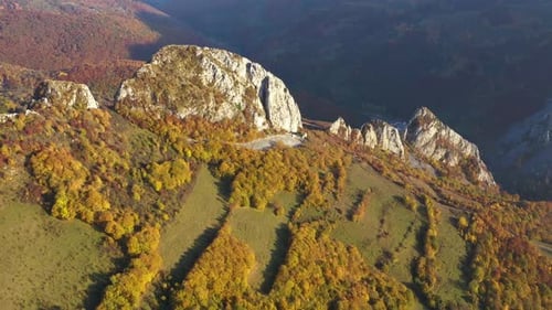 Autumn Forest
