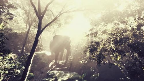 Elephant in Tropical Forest with Fog