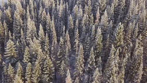Pine Forest Under Snow in Winter. Aerial View of Coniferous Fir Trees