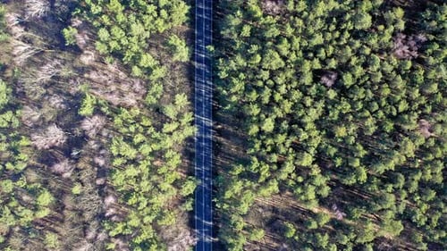Forest aerial drone view. Road with cars in forest from above