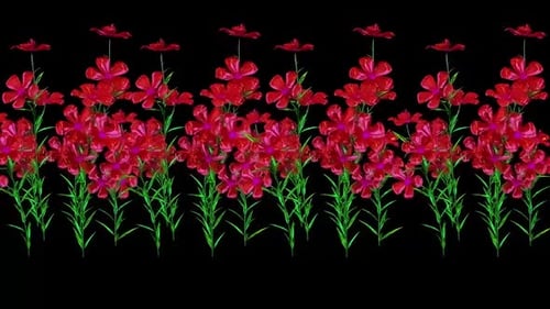 Animated Red Flowers Growing Decorative Floral Border