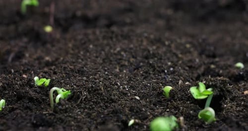 Growing Plants in Spring Timelapse Sprouts Germination Newborn Plant
