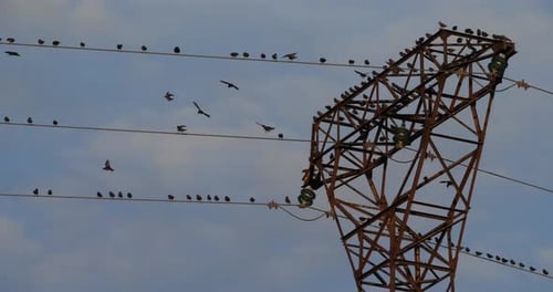 A flock of European starlings (Sturnus vulgaris) roost on overhead wires. Occitanie, France